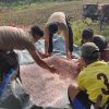 Polsek Batang Tarang Lakukan Pemupukan Perdana Jagung Demplot, Tunas Tumbuh Subur Usai Penanaman Serentak