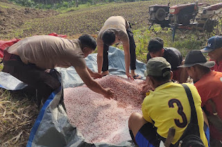 Polsek Batang Tarang Lakukan Pemupukan Perdana Jagung Demplot, Tunas Tumbuh Subur Usai Penanaman Serentak