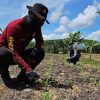 Polsek Meliau Lakukan Perawatan Awal Tanaman Jagung Usia 10 Hari di Lahan Demplot 1 Hektare