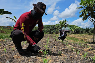 Polsek Meliau Lakukan Perawatan Awal Tanaman Jagung Usia 10 Hari di Lahan Demplot 1 Hektare