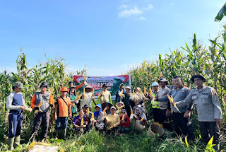Kolaborasi Mewujudkan Ketahanan Pangan: Panen Jagung di Kembayan Jadi Bukti Nyata Sinergi Pemerintah dan Masyarakat