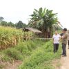 Peninjauan Lahan Jagung Hibrida, Pamatwil Polda Kalbar dan Kapolres Sanggau Tinjau Kesiapan Panen Raya di Kecamatan Noyan
