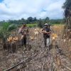 Panen Jagung di Kecamatan Bonti: Bukti Nyata Komitmen Mendukung Ketahanan Pangan Nasional