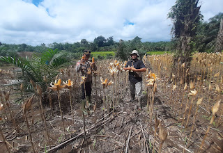 Panen Jagung di Kecamatan Bonti: Bukti Nyata Komitmen Mendukung Ketahanan Pangan Nasional