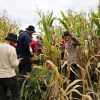 Panen Jagung di Tayan Hulu, Bukti Nyata Komitmen Terhadap Pangan Nasional