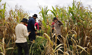 Panen Jagung di Tayan Hulu, Bukti Nyata Komitmen Terhadap Pangan Nasional