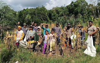 Panen Jagung Program Pemanfaatan Lahan Produktif di Toba: Wujud Sinergi untuk Ketahanan Pangan Nasional