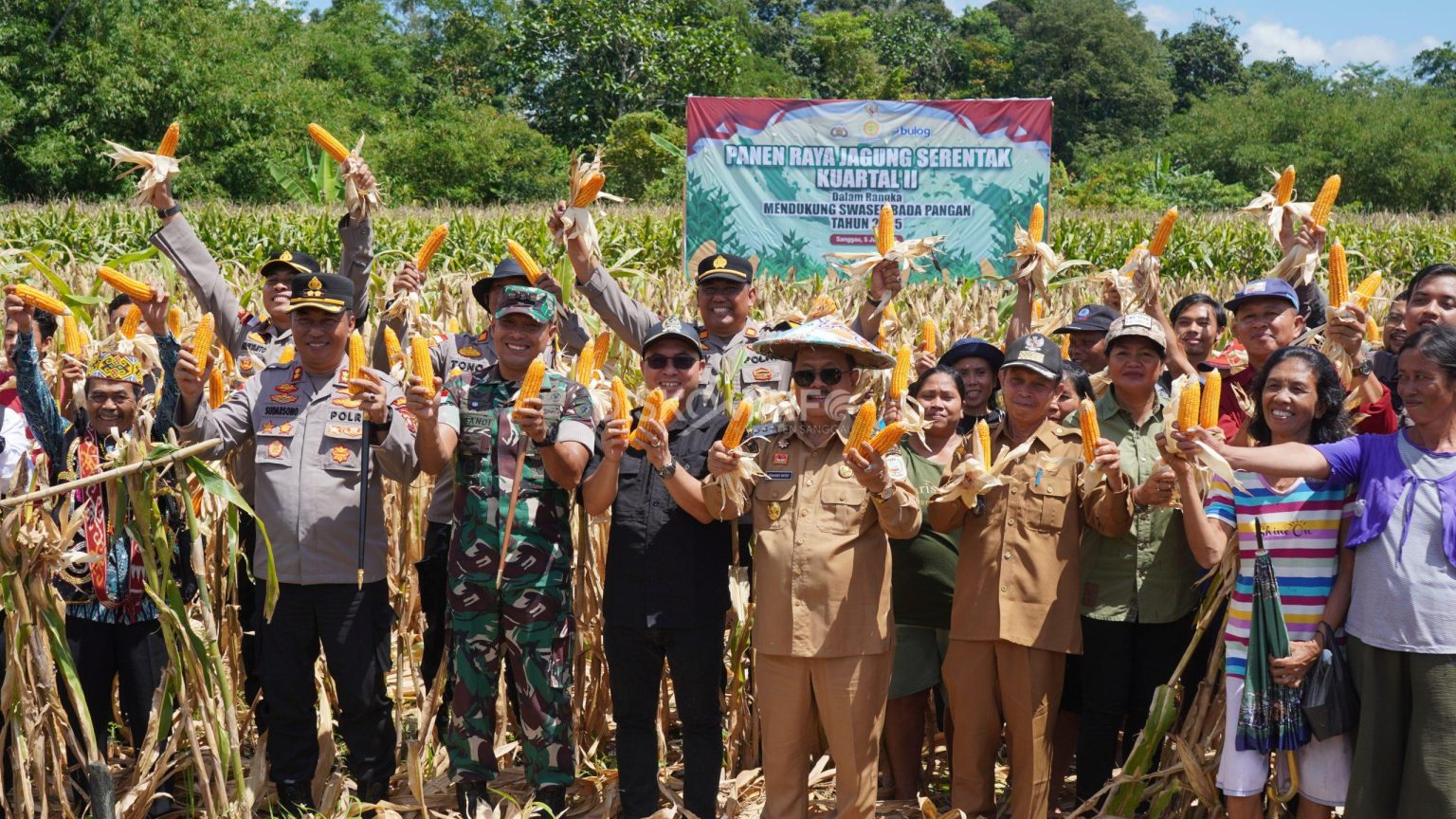 Bupati Sanggau Hadiri Panen Raya Jagung Serentak Kuartal II di Kecamatan Noyan, Dukung Swasembada Pangan 2025