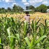 Sinergi Polsek Parindu dan Petani Dorong Ketahanan Pangan Lewat Pendampingan Panen Jagung