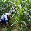 Polsek Sekayam Tinjau Perkembangan Lahan Jagung Demplot, Dukung Program Ketahanan Pangan Nasional
