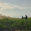 Polsek Tayan Hulu Tinjau Perkembangan Lahan Demplot: Bibit Jagung Tumbuh Subur di Tengah Musim Kemarau