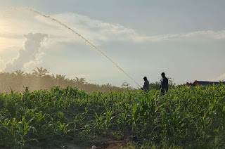 Polsek Tayan Hulu Tinjau Perkembangan Lahan Demplot: Bibit Jagung Tumbuh Subur di Tengah Musim Kemarau