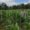 Kapolsek Jangkang Tinjau Perkembangan Lahan Demplot Jagung: Dukung Ketahanan Pangan di Tengah Ancaman Kemarau