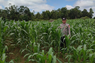 Kapolsek Jangkang Tinjau Perkembangan Lahan Demplot Jagung: Dukung Ketahanan Pangan di Tengah Ancaman Kemarau