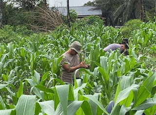 Polsek Beduai Lakukan Pemupukan Tanaman Jagung: Dorong Ketahanan Pangan Lewat Lahan Demplot