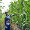Polsek Meliau Tinjau Progres Lahan Demplot Jagung: Komitmen Polri Dukung Ketahanan Pangan