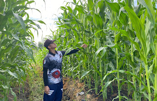 Polsek Meliau Tinjau Progres Lahan Demplot Jagung: Komitmen Polri Dukung Ketahanan Pangan Polsek Meliau Tinjau Progres Lahan Demplot Jagung: Komitmen Polri Dukung Ketahanan Pangan