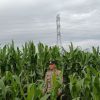 Polsek Tayan Hulu Cek Lahan Demplot Jagung Pasca Penanaman Serentak