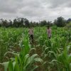 Polsek Jangkang Intensif Rawat Lahan Demplot Jagung, Dukung Ketahanan Pangan