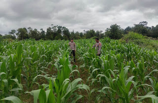 Polsek Jangkang Intensif Rawat Lahan Demplot Jagung, Dukung Ketahanan Pangan