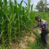 Optimalkan Ketahanan Pangan, Polsek Meliau Intensif Pantau Progres Lahan Demplot Jagung