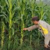 Pastikan Keberhasilan Program Ketahanan Pangan, Polsek Tayan Hulu Cek Perkembangan Lahan Demplot Pascatanam