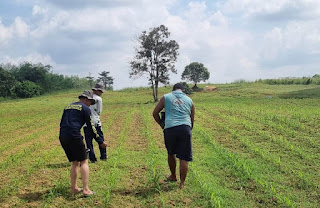 Polsek Sekayam Intensif Lakukan Perawatan Lahan Demplot Jagung, Dukung Ketahanan Pangan Lokal