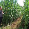 Cek Langsung ke Lahan, Polsek Meliau Pastikan Progres Demplot Jagung Capai Pertumbuhan Maksimal