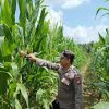 Cek Demplot Pasca Tanam Serentak, Polsek Tayan Hulu Pastikan Tanaman Jagung Tumbuh Subur