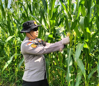 Polsek Parindu Rutin Rawat Lahan Demplot 1 Hektare untuk Dukung Program Ketahanan Pangan