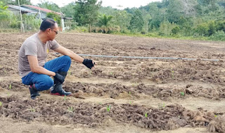 Polsek Kapuas Lanjutkan Program Demplot Jagung: Bukti Nyata Polri Dukung Ketahanan Pangan Lokal