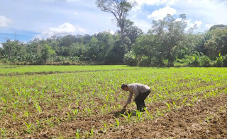 Polsek Bonti Intensifkan Pengawasan Lahan Demplot Jagung untuk Perkuat Ketahanan Pangan