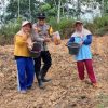 Polsek Parindu Dukung Ketahanan Pangan Lewat Pendampingan Penanaman Jagung di Suka Mulya