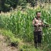 Kapolsek Noyan Pantau Langsung Perawatan Lahan Jagung Demplot 2 Hektare, Pastikan Ketahanan Pangan Terjaga