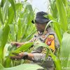Kapolsek Kembayan Tinjau Langsung Lahan Demplot, Pastikan Tanaman Tumbuh Optimal dan Bebas Hama