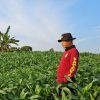 Polsek Meliau Genjot Produktivitas Lahan: Demplot II Jagung Hibrida Seluas 1 Hektare Tumbuh Subur