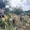 Panen Jagung Tumpang Sari di Bonti Jadi Bukti Nyata Dukung Ketahanan Pangan Nasional