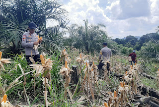 Panen Jagung Tumpang Sari di Bonti Jadi Bukti Nyata Dukung Ketahanan Pangan Nasional