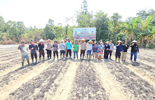 Wujud Nyata Polri Dukung Ketahanan Pangan, Polsek Meliau Tanam Jagung Hibrida di Lahan Demplot Ketiga