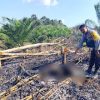 Lansia Tewas Terjebak Api Saat Bersihkan Kebun Sawit di Mukok, Polisi Ingatkan Bahaya Bakar Lahan