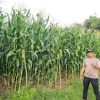 Polsek Mukok Intensifkan Pemantauan Lahan Demplot: Dukung Swasembada Pangan Lewat Ketahanan Jagung