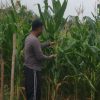 Polsek Batang Tarang Gencarkan Pemanfaatan Lahan Produktif, Tiga Demplot Jagung Disiapkan untuk Ketahanan Pangan