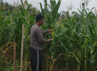Polsek Batang Tarang Gencarkan Pemanfaatan Lahan Produktif, Tiga Demplot Jagung Disiapkan untuk Ketahanan Pangan