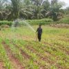 Polsek Tayan Hulu Intensifkan Pengawasan Lahan Demplot, Dukung Ketahanan Pangan Wilayah
