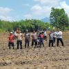 Polsek Batang Tarang Tanam Jagung Hibrida di Lahan Demplot Ketiga, Wujud Nyata Dukung Ketahanan Pangan Nasional