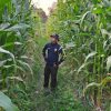 Polsek Meliau Intensifkan Pemantauan Demplot Jagung 2 Hektare untuk Dukung Ketahanan Pangan
