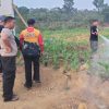Polsek Tayan Hilir Rutin Rawat Lahan Demplot Jagung, Dukung Ketahanan Pangan Lokal