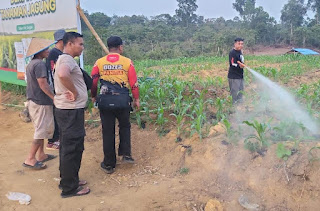 Polsek Tayan Hilir Rutin Rawat Lahan Demplot Jagung, Dukung Ketahanan Pangan Lokal