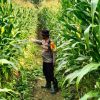 Polsek Parindu Aktif Dukung Ketahanan Pangan, Lakukan Pengecekan Lahan Jagung Demplot dan Milik Warga