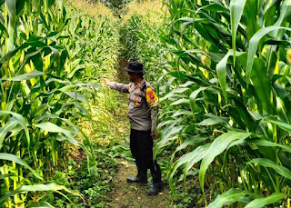 Polsek Parindu Aktif Dukung Ketahanan Pangan, Lakukan Pengecekan Lahan Jagung Demplot dan Milik Warga